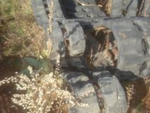  OTHER - Rubber Track #1374